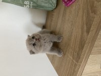 Scottish fold