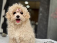 TEA CUP MALTİPOO YAVRULARİ İSTANBUL