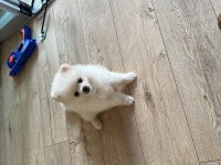 6 aylık erkek pomeranian