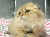 Scottish fold