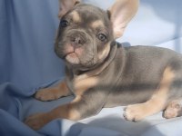 FLUFFY, ISABELLA TAŞIYICI EXOTİC FRENCH BULLDOG ERKEKLER