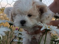 Dişi Maltipoo 72 Günlük