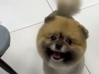 Sınıfının en iyisi pomeranian