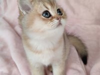 Şafkan British Shorthair