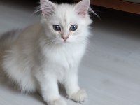 A Kalite Güzel Yavru Dişi Kedimiz