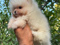 SÜT BEYAZ POMERANİAN BOO BEBEKLERİM