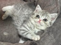 British shorthair yavrular 2 aylık