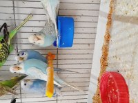 Yavru alıştırmalık muhabbet kuşu