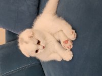 2.5 aylik scottish fold güzellik