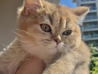 Safkan Gold Scottish Fold Yavrular Anne Baba Şecerelidir