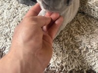 Egzotic french bulldog yavrular