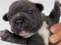 BLUE DİŞİ FRENCH BULLDOG YAVRULAR