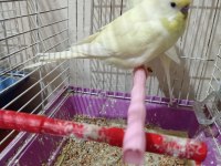 10 adet muhabbet kuşu