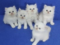LONGHAİR TESLİME HAZIR YAVRULAR KÇMAZ GÜZELLİKLER