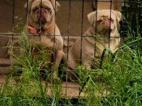 Yetişkin Ping ve Egzotik Pug Mops lar