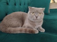 Dişi scottish fold kedisi