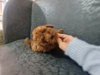 Toy poodle erkek