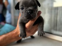 Mükemmel anatomi blue ve blue taşıcı french bulldog evlatlar