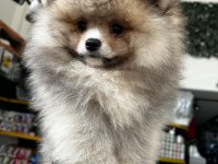 3.5 Aylık Dişi Pomeranian Köpeğimiz