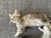 British shorthair