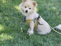 Malatya da 1.5 yaşında pomeranian