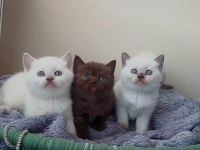 Çok Tatlı British Shorthair Yavrularımız