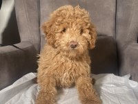 1 NO ERKEK MALTIPOO OĞLUMUZ