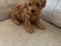 Teacup maltipoo köpekler