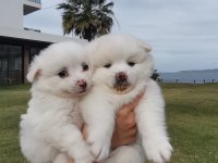 Kar beyaz pomeranian yavrular