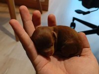 Teacup mikro Poodle bebeklerimiz