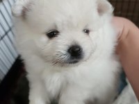Pomeranian kaçmayacak fırsat