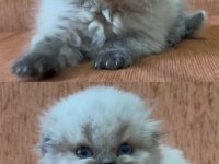 Minik scottish fold longhair prenses