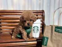 MALTİPOO AŞIKLARININ ARADIĞI O YAVRULAR