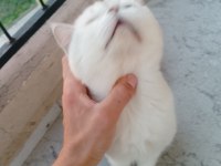 1 çift british shorthair