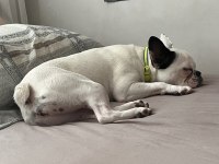 KISIRLAŞTIRILMIŞ FRENCH BULLDOG