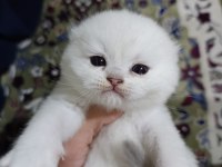 Show Kalite Sıfır Kulak Silver Point Scottish Fold Bebeğimiz