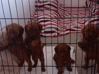 Anne altından, ırk garantili red brown poodle