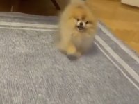 Erkek Eğitimli Pomeranian Boo