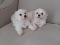 Maltese terrier Yavru