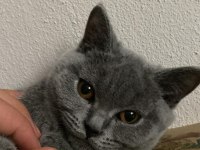 Dişi British Shorthair