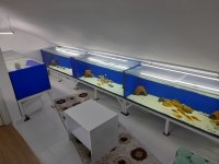 Toplu Sahiplendirme Tropheus