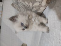 Blue point british shorthair