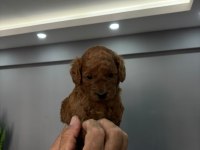 Toy poodle erkek