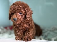 Show kalite tea cup kore toy poodle ziyarete açık