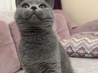 British shorthair