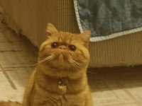 İran Kedisi Garfi