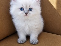 British Longhair Golden