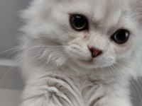 Yavru British Longhair
