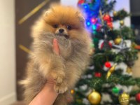 Dişi erkek pomeranian bebekler