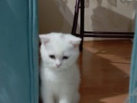 Scottish fold dünyalar tatlısına yuva kar beyaz